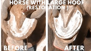 Shire Horse Complete restoration Shire Horse Super Clean Hoof Trim shirehorse huge massivehoof [upl. by Ecinaej]