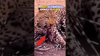 Never Go Near A Porcupine 🦔  Leopard Attacks Porcupine shorts porcupines porcupine [upl. by Sumahs]