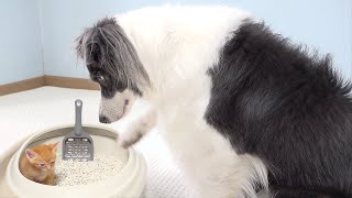 My Border Collie Is So Confused By Tiny Constipated Kitten [upl. by Nnaj]