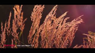 SAMYANG Cine Lens  Low Light Test VideoVDSLR 35mm 50mm 85mm [upl. by Christianity585]