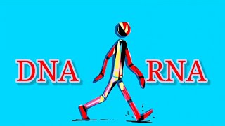 DNA vs RNA  Differentiate between DNA and RNA [upl. by Alithea121]