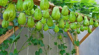 Watch Our Chayote Planting Method Produce an Abundance of Fruit [upl. by Ola]