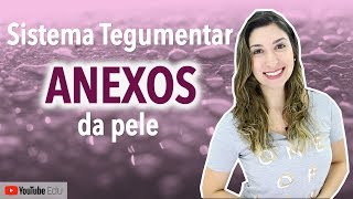 Anexos da Pele Sistema Tegumentar 44  Anatomia etc [upl. by Juno]