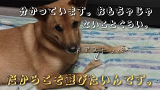 【犬アテレコ、関西弁】おもちゃじゃないって分かってるけど、止められない犬がこちらです。 [upl. by Sirap387]