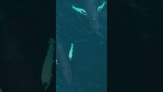 Whale Watching Safari in Tromsø Norway [upl. by Ayekahs]