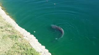 Big catfish pacana park maricopa az [upl. by Rozalin]