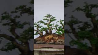 Bonsai Tree bonsai bonsaitree short [upl. by Einberger]