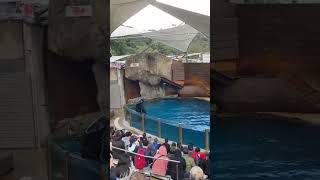 Taronga Zoo Sydney [upl. by Rabaj335]