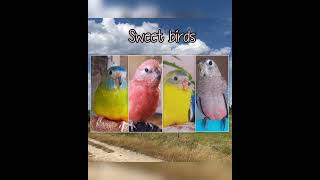 15 minutes Bourke parakeet singing bird sounds [upl. by Cerracchio]