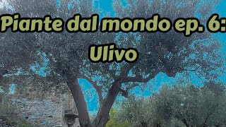 Piante dal modo ep6 l ulivo  Olea europea [upl. by Beltran133]