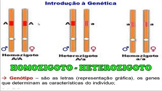 Exercícios Homozigoto e Heterozigoto [upl. by Verlie]