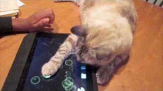 Kitty Plays with iPad [upl. by Ayekin]