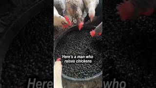 Turning Pests into Feed How a TikToker Uses Japanese Beetles to Sustain His Chickens [upl. by Culosio]