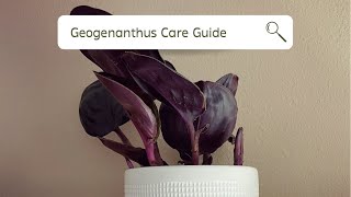 Found this RARE plant at Walmart…  Geogenanthus ciliatus Care Guide  Styling Tips [upl. by Pelmas]