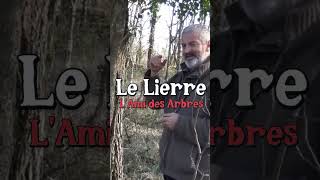 Le lierre lami des arbres avec Hervé Covès jardin forêt [upl. by Arihay]