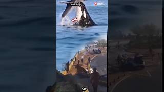 2 orca whales appeared on the surface surprising everyonemovie orcaanimals [upl. by Ahsataj]