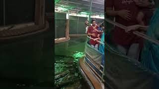 fish attack arapaima attack food fish arapaima ytshorts baby shorts attack fishfeed [upl. by Alya]