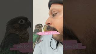 കിളിപ്പോയ കിളികൾ l Mittu amp Kallu My companion l How To Train Petbirds petbirdtraining petvlog [upl. by Cristie296]