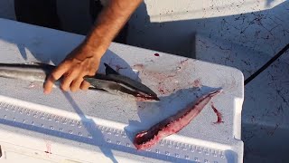 Catch and Cook Remora Trash Fish Taste Test [upl. by Yevad83]