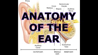 ANATOMY OF THE EAR [upl. by Annaeoj596]