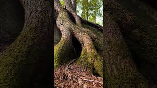 Roots of Life forest roots tree maine [upl. by Ahsied]