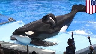 Hidup Tilikum sang Paus Orca yang menyedihkan di SeaWorld  Tomonews [upl. by Tessie]