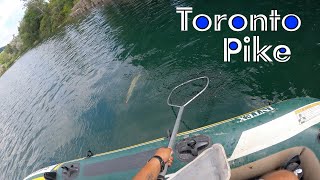 TORONTO PIKE FISHING Bluffer’s Park [upl. by Anidal25]