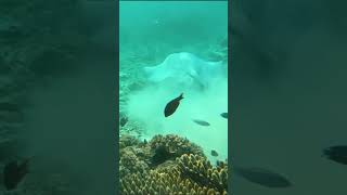 Snorkeling with Stingrays in the Maldives  Underwater Encounter [upl. by Nacnud]