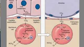 Carbon Dioxide Transport [upl. by Yraeht]