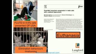 The Management of Feline Lower Urinary Tract Disease [upl. by Aiyt]