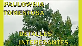 La paulownia tomentosa información [upl. by Vas]