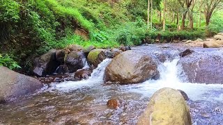 Peaceful Forest River Calming Mountain Stream Sound Beautiful Birds Chirping [upl. by Eanahc]