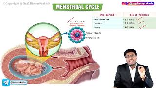 Menstrual Cycle  Part  1  Obstetrics and Gynecology Lectures [upl. by Epillihp]