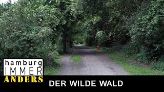 Der wilde Wald in Wilhelmsburg  Hamburg immer anders [upl. by Tomas]