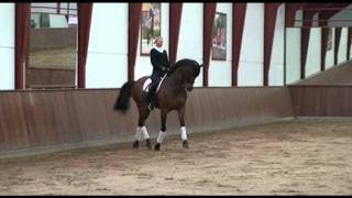 Fern Hill Derry in training at Andreas Helgstrands barn [upl. by Thin520]