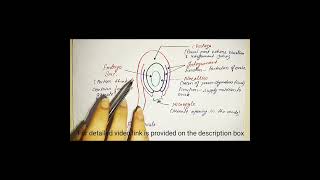 structure of an ovule along with the function of each part function structure [upl. by Ahsaeyt93]