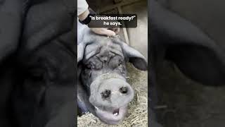 We caught Hamilton in the middle of a deep sleep 😴 🐷 pigs pigrescue sleepinganimals [upl. by Massab]