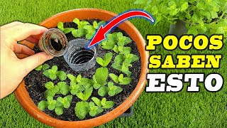 Todos deberían conocer esta técnica para cultivar un huerto en maceta Muy fácil [upl. by Ahsemat]