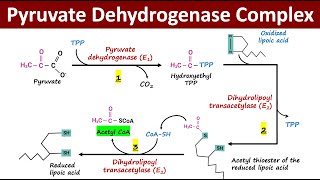 What is Pyruvate Dehydrogenase Complex PDH Complex  Oxidative Decarboxylation of Pyruvate [upl. by Eisteb679]