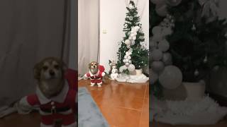 Decoração árvore de Natal 2024 🎄 foryoutube decoracaodenatal [upl. by Copeland66]