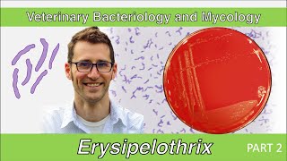 Erysipelothrix Part 2  Veterinary Bacteriology and Mycology [upl. by Yolande]