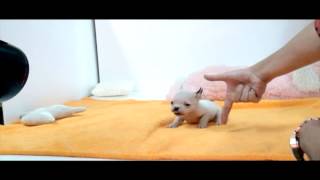 Teacup Frenchbulldog Teacup Puppies Teacup Puppy for sale [upl. by Aenal]