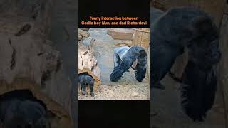 snapvideo io Praha Zoo Funny interaction between Nuru the gorilla boy and his dad Richardovi Orig [upl. by Annalise97]