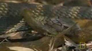 KING COBRA VS RAT SNAKE [upl. by Gnilyarg]