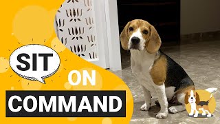 How to Train your Beagle to Sit on Command [upl. by Bennink24]