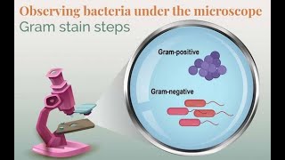 Gram staining bacteria what it is how it works and why doing it well matters [upl. by Eilliw904]