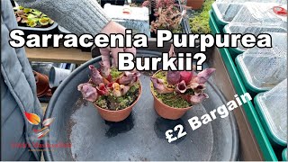 How to Repot Sarracenia Purpurea 70 Carnivorous Plant Care [upl. by Aneeras]