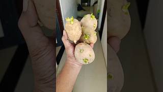 Potato in CoCo peat 😍 indianfarmer terrecegarden gardeningtips phoolpatte gardenplants shorts [upl. by Akimet]