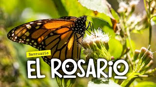 Así es el SANTUARIO de la Mariposa Monarca quotEL ROSARIOquot 🦋 [upl. by Etem]