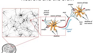 Neural Networks 3 axons dendrites synapses [upl. by Seys]